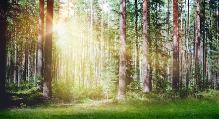Fototapeta na wymiar Forest sun light landscape morning