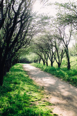 Summer landscape. Apple tree alley in the garden.