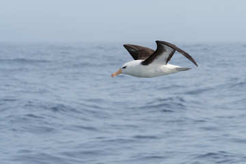 Fototapeta na wymiar Black-browed Albatross, Scotia Sea, Antarctic