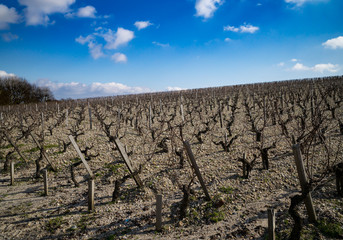 Fototapeta na wymiar Hillside Vineyard in Bordeaux