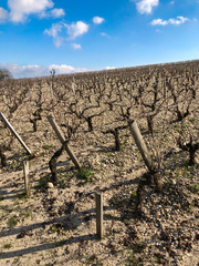 Vineyard in Bordeaux in the Winter