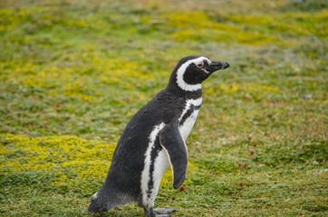 Magellan Penguin at the Cerro Otway colony, Punta Arenas, Chile