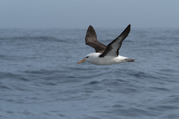 Fototapeta na wymiar Black-browed Albatross, Scotia Sea, Antarctic