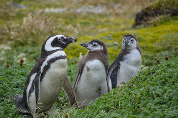 Magellan Penguin at the Cerro Otway colony, Punta Arenas, Chile