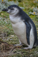 Magellan Penguin at the Cerro Otway colony, Punta Arenas, Chile