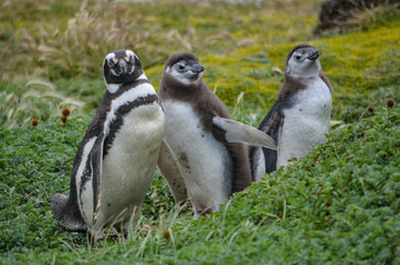 Magellan Penguin at the Cerro Otway colony, Punta Arenas, Chile