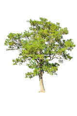 tree isolated on white background.