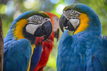 Blue, Yellow and Red Macaws in the Amazon rainforest