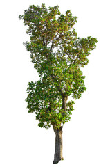 tree isolated on white background.