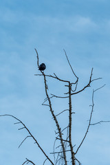 crow resting on bare twig with blue sky 