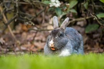 white nosed rabbit eating carrot on the grassy ground