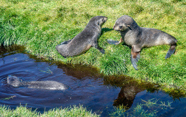 A young Antarctic Fur Seal on the shores of the South Georgia Islands