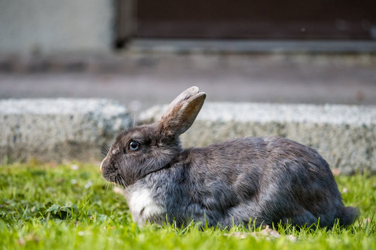 cute grey rabbit with fat face and blue eyes resting on green grass field