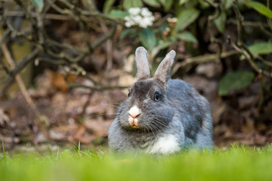cute grey rabbit with fat face resting on green grass field