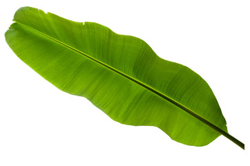 Tree Banana Leaf Isolated On White / clipping path