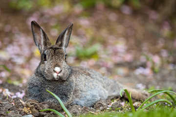 cute grey rabbit laying on the pink flower petal field ground looking at you
