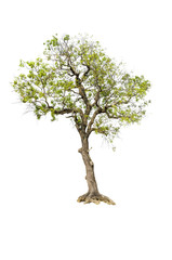 tree isolated on white background.