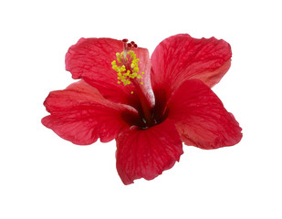 Bright large flower of red hibiscus isolated on white background