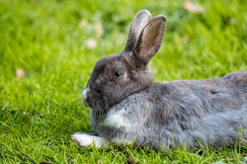 close up portrait of grey rabbit