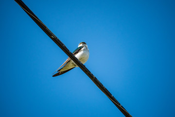 blue winged swallow resting on the wire under the blue sky