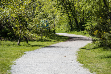 a gravel pathway inside forest under the sun surrounded by green trees