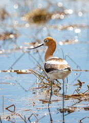 American Avocet
