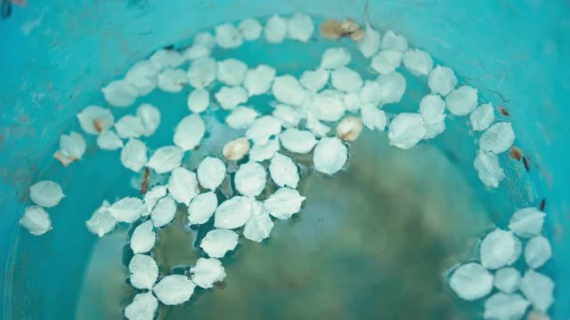 Petals in backet with water