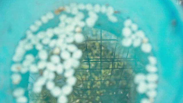 Petals in backet with water