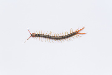 Centipede on a white background.
