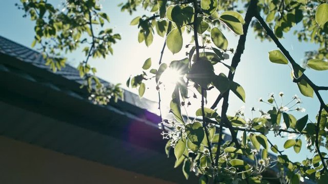 Branches of pear tree with sun