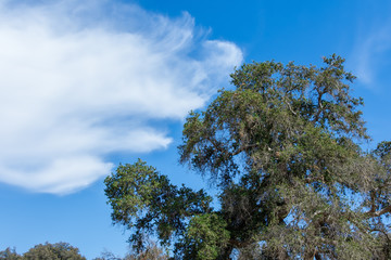 White soft clouds push against large tree with blue sky background