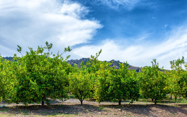 Fototapeta na wymiar Old orange grove at base of mountains in California desert