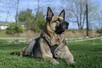 The Regal German Shepherd