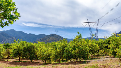 Fototapeta na wymiar Orange groves near forest line with mountains and power lines in background