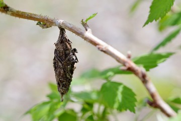枝にぶら下がる蓑虫