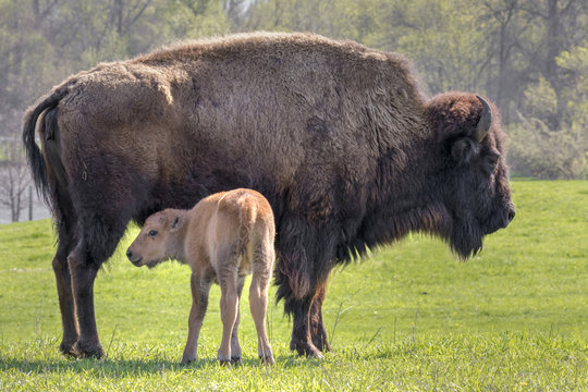 Female American bison (Bison bison) with a calf, Neal Smith National Wildlife Reserve, Iowa, USA.
