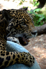 Jaguar Kopf mit offenem Maul und großen Zähnen