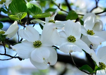 花水木（Flowering dogwood）の花が咲く