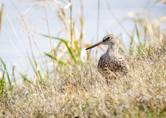 Willet