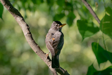 Robin Poses for Portrait on Tree Branch