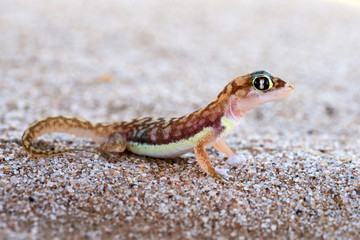 Pachydactylus rangei, the Namib sand gecko or web-footed gecko
