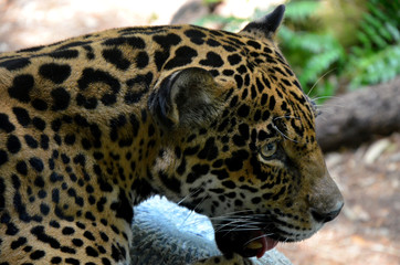 Fototapeta na wymiar Jaguar Kopf mit offenem Maul fokussiert