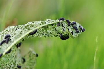 葉を食べ尽くす大量の虫