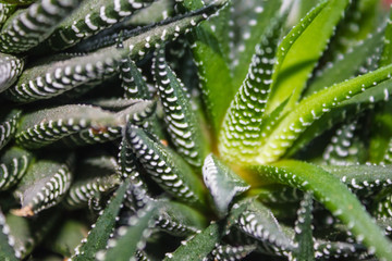 Indoor flower, plant.