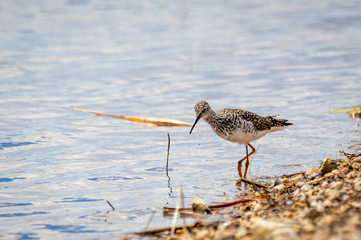 Yellowlegs