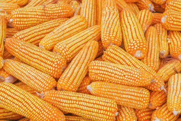 Fototapeta na wymiar stack of ripe corn