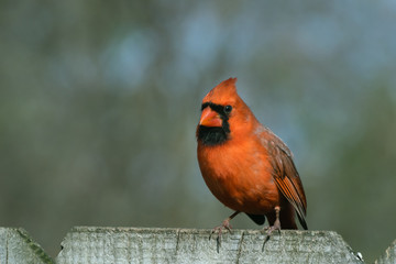 Male Cardinal Perched on Wood Privacy Fence
