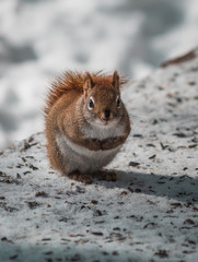 Cute small squirrel 