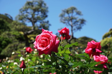Rose Garden