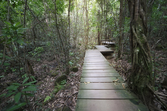 Fototapeta wood walkway in forest